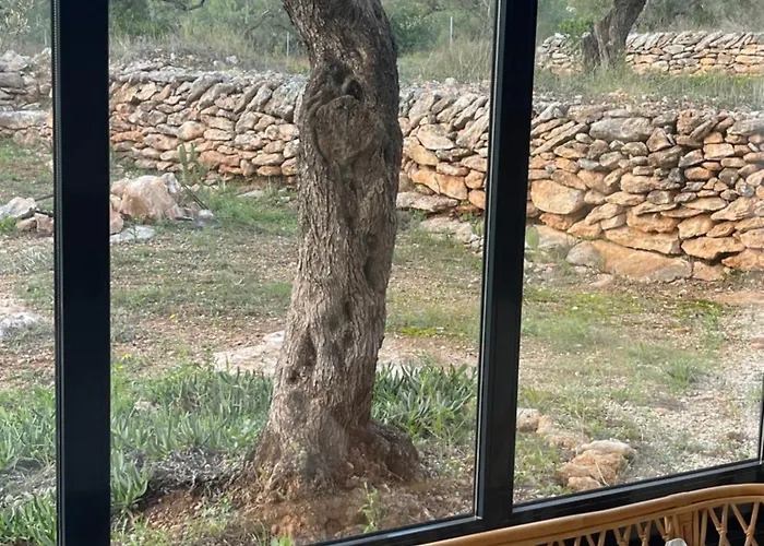 בית הארחה Mimosa
